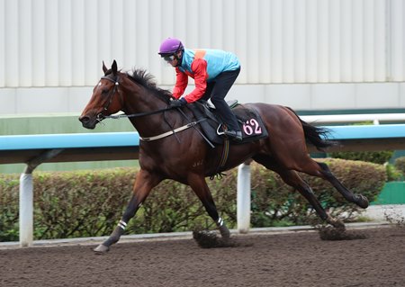 Ka Ying Rising came home clear of the field  at the barrier trial on November 14, 2025