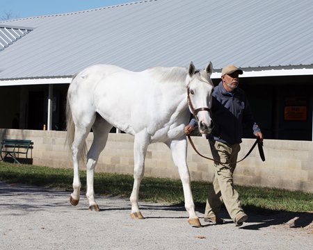 Currane, consigned as Hip 1160, at the Keeneland November Sale