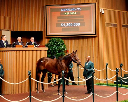 Bishops Bay consigned as Hip 4014 in the ring at Keeneland's Horses of Racing Age Sale
