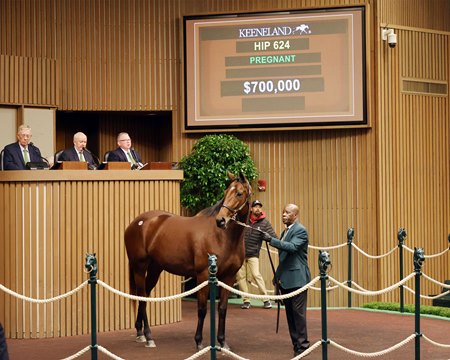 Taylor Swifter, offered in foal to Flightline, sells for $700,000 at the Keeneland November Sale