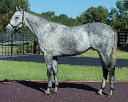 Valiant Minister at Bridlewood Farm
