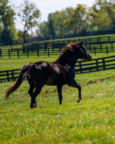 Triple Crown Shows Top Stallion Honors Far From Settled