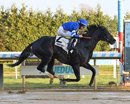 Knightsbridge wins an allowance optional claiming race at Aqueduct Racetrack