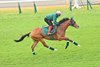Calandagan trains at Tokyo Racecourse, November 27 2025
