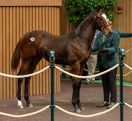 The Gun Runner colt consigned as Hip 146 in the ring at the Keeneland November Sale