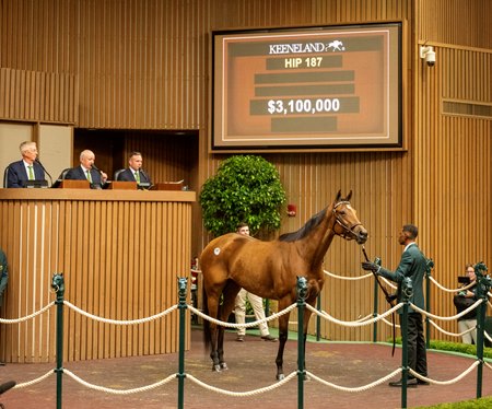 Vahva consigned as Hip 187 in the ring at the Keeneland November Sale