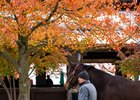 Hip 2763 , Candy Rose, Hidden Brook
Scenes and horses at the Keeneland November breeding stock sale in Lexington, Ky., on Nov. 11, 2025.