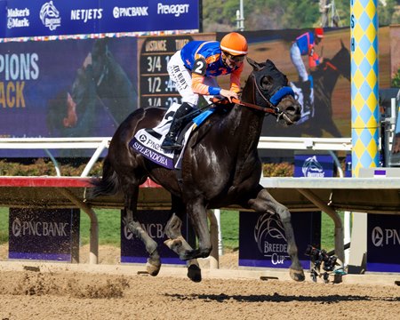 Splendora wins the 2025 Breeders' Cup Filly and Mare Sprint at Del Mar