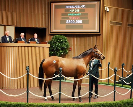 Sputnik, consigned as Hip 208, tops the first half of D. J. Stable's curated reduction when selling for $800,000 at the Keeneland November Sale