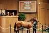 Hip  208, 2025 Keeneland November Sale