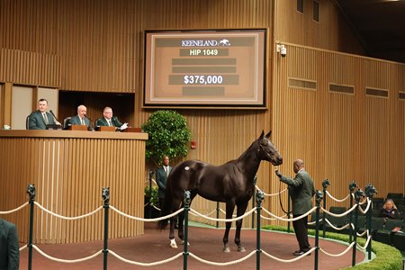 Unchained Elaine consigned as Hip 1049 in the ring at the Keeneland November Sale