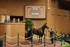 Hip 1049, 2025 Keeneland November Sale