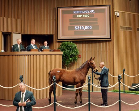 The Mage colt consigned as Hip 1090 in the ring at the Keeneland November Sale