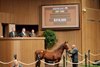 Hip 1090, 2025 Keeneland November Sale