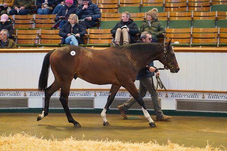 The Frankel colt consigned as Lot 85 in the ring at the December Tattersalls Yearling Sale
