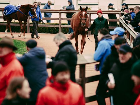 The Arqana sales ground