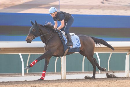 Quisisana trains for the Hong Kong Cup at Sha Tin Racecourse