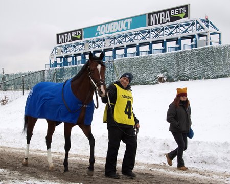 A handler walks a horse during snowy conditions in late 2025 at Aqueduct Racetrack