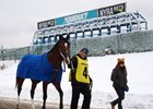 V Cruizer walks to the paddock for the 10th race (AOC) on Saturday, December 27, 2025 at Aqueduct