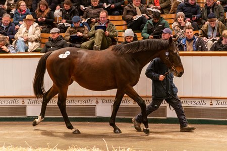 Caliyza, consigned as Lot 1452, in the ring