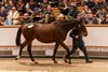 Lot 1452, 2025 Tattersalls December Mare Sale