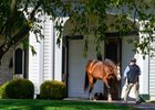 Into Mischief
Stallions at Spendthrift Farm  in Lexington, Ky., on Nov. 6, 2025.