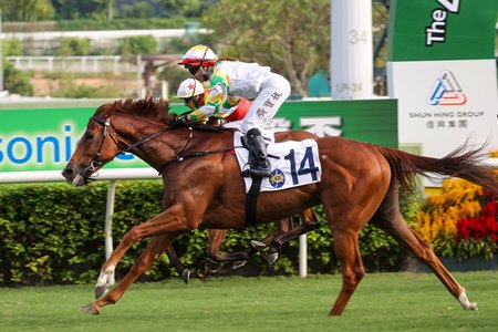 Sagacious Life wins a 2025 handicap race at Sha Tin Racecourse