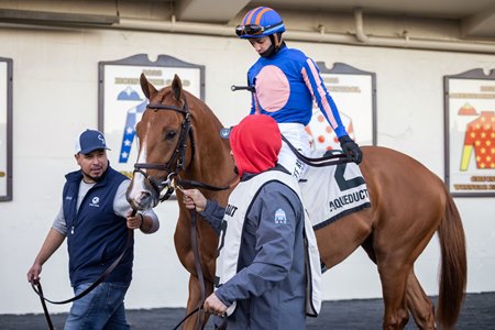 Paladin readies to compete in the 2025 Remsen Stakes at Aqueduct Racetrack