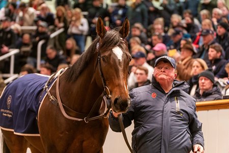 Porta Fortuna in the sales ring at the Tattersalls December Mare Sale