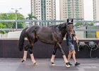 Al Riffa arrives in Hong Kong for the 2025 Hong Kong International Races, December 7, 2025