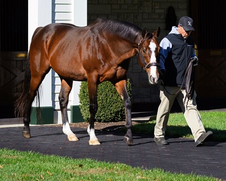 Into Mischief at Spendthrift Farm