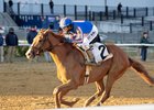 Paladin wins the 2025 Remsen Stakes at Aqueduct Racetrack