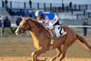 Paladin wins the 2025 Remsen Stakes at Aqueduct Racetrack