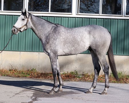 Treadstone, the $470,000 sale topper in Fasig-Tipton's December Digital Sale 