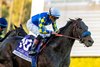 Goal Oriented and jockey Joel Rosario win the Grade I $300,000 Malibu Stakes Sunday, December 28, 2025, opening day of the Santa Anita Park  meet.
Benoit Photo