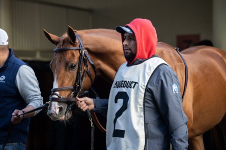 Paladin in the saddling paddock ahead of his victory in the 2025 Remsen Stakes at Aqueduct Racetrack