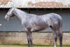 Hip 1, Fasig-Tipton Silver Prince Flash Sale