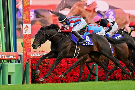 Lovcen wins the Hopeful Stakes at Nakayama Racecourse