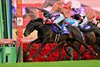 Lovcen wins Hopeful Stakes (G1T) at Nakayama Racecourse