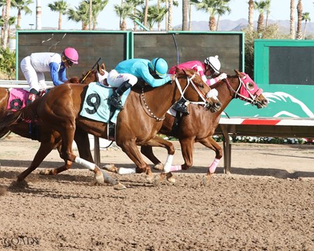 Sharp Warning (inside) narrowly wins a 2025 starter allowance race at Turf Paradise