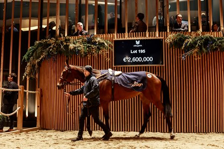 Group 3 winner Half Sovereign, consigned as Lot 195, in the ring at the Arqana December Breeding Stock Sale