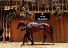 2025 Arqana December Breeding Stock Sale, Lot 195
Arqana, Deauville, 06/12/2025, photo: Zuzanna Lupa