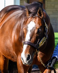 Into Mischief at Spendthrift Farm