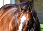Into Mischief
Stallions at Spendthrift Farm  in Lexington, Ky., on Nov. 6, 2025.