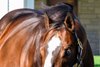 Into Mischief
Stallions at Spendthrift Farm  in Lexington, Ky., on Nov. 6, 2025.