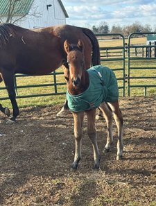 Seize the Grey's first foal at Red Gable Stud