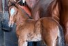 Wit’s First Foal Arrives at Whispering Oaks Farm