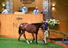 2026 NZB Karaka Summer Sale, Lot 958