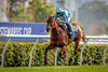 Romantic Warrior ridden by James McDonald wins the Stewards Cup at Sha Tin Racecourse in Sha Tin, Hong Kong, China on January 25, 2026. Photo By: Alex Evers/ HKJC
