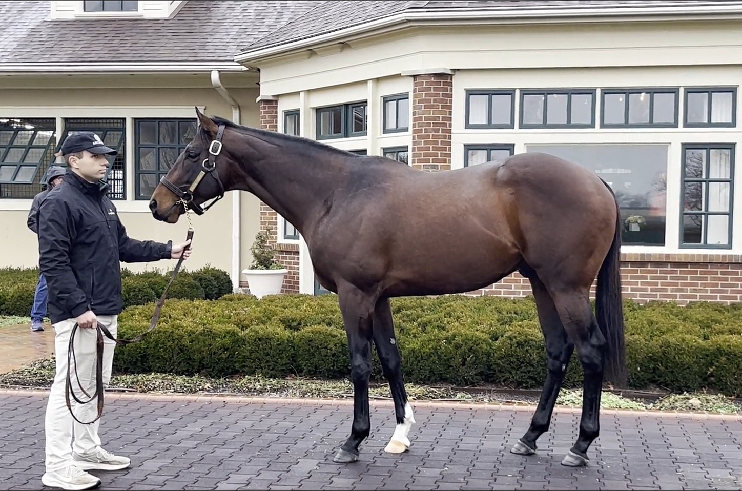 【哭きの竜12929】Thoroughbred Raging Torrent - Horse Profile - BloodHorse